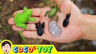 I took frog eggs out of the pond and raised them...｜snail name, frog name, Kidstoon｜CoCosToy