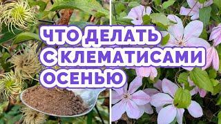 КЛЕМАТИСЫ ОСЕНЬЮ! Обязательно сделайте это чтобы клематисы хорошо перезимовали и цвели пышно!