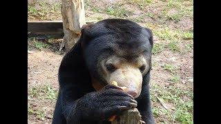 A sun bear eating a carrot