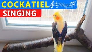 my cockatiel bird singing and dancing  | mati bird my cute cockatiel