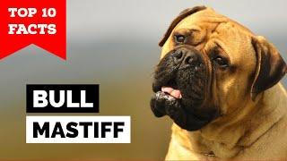 Bullmastiff - Top 10 Facts