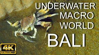 MACRO WORLD BALI / 4K / BEAUTIFUL UNDERWATER WORLD