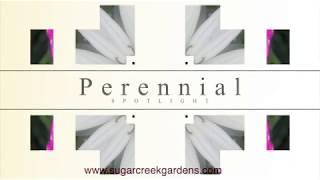 Perennial Spotlight Week Preview