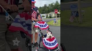 Ava The Wheaton Scottie In a Fourth of July Parade! #dog #dogs #scottie #shorts