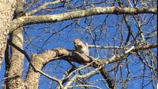 Patriot Squirrel North Bridge