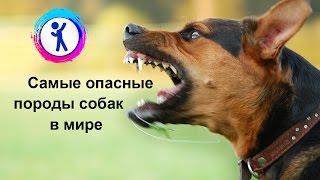 10 самых опасных пород собак в мире