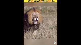 The lion is afraid of small children #viral