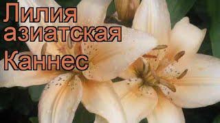 Лилия азиатская Каннес (lilium)  азиатская лилия Каннес обзор: как сажать, рассада лилии Каннес