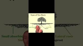 This is what the roots of most trees actually look like!