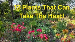 12 Plants That Thrive in the Summer Heat. Gardening in GA/Zone 8a.