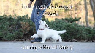 8 1/2 Week Old London/Jake Puppies Learning to Heel