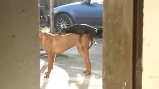 Cachorrinho tentando cruzar com cadela muito maior que ele