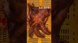 #대문어 #참문어 #피문어 #어부직거래