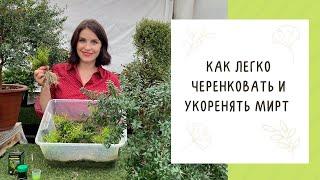 КАК РАЗМНОЖАТЬ ЧЕРЕНКАМИ МИРТ И КАК ЭТИ ЧЕРЕНКИ ПОТОМ ПРАВИЛЬНО УКОРЕНЯТЬ!