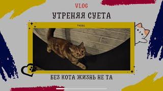 VLOG: Утренняя суета с кошками 