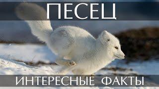 Песец - интересные факты