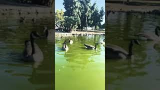 The Olive lagoon #short #laurel