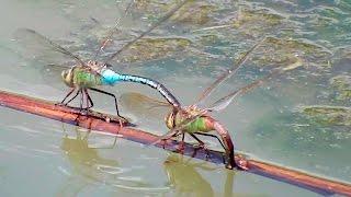 Common Green Darner (Anax junius) - Cruising