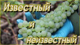 Йоханнитер,-почему этот сорт винограда для белого вина, я считаю очень хорошим.