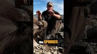 Tahr Education #hunting#world#travel#educate#lesson#animals#history#film#nature#intheknow#explore