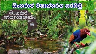 සිංහරාජ වනාන්තරය බලන්න යමු | Sinharaja Forest | sinharaja wanantharaya | sri lanka