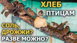 Можно ли птиц кормить хлебом? / Отвечать будут воробьи