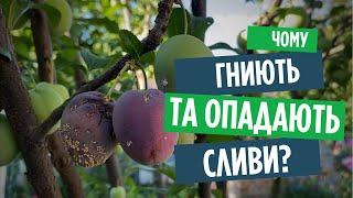 Гниють та опадають сливи? Літній моніліоз та плодожерка, як врятувати сливи на дереві!