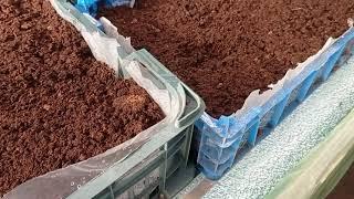 Простые столы для зимнего и весеннего выращивания саженцев ежевики и малины!