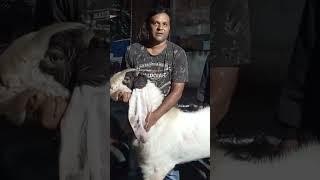 Khalid Bhai HYDERABADI MALE (MUBARAK)only show!!