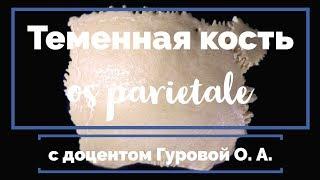 Теменная кость (os parietale) | Анатомия человека [2019][4K]