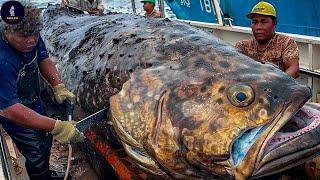 How To Cut Giant Grouper Into The Best Sashimi - Giant Grouper Cutting Master | Fishing Documentary