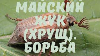 Майский жук (Хрущ). Борьба с майским жуком