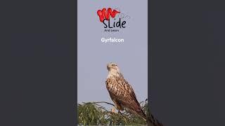  Iceland’s national bird is the Gyrfalcon 