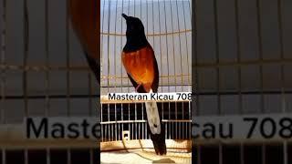 KRETEKAN KERAS BIKIN EMOSI #muraigacor #murai #burung