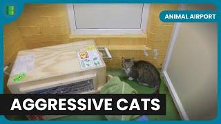 Aggressive Cat Causes Airport Chaos! - Animal Airport