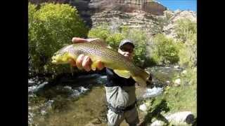 A Little Fly Fishing Magic on a 1wt