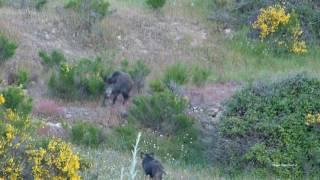 Los jabalís. La matriarca I.