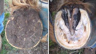 Horse Hoof RESTORATION // Satisfying // HORSE HOOF TRIMMING