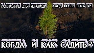 КАК и КОГДА САЖАТЬ ТУИ - Как Сажать Живую Изгородь - Расстояние и Процесс посадки Туи