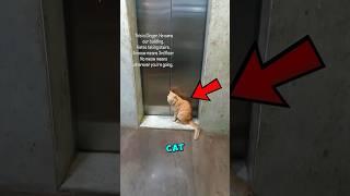 This Cat Is A Real GENTLEMAN