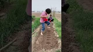 Farming Harvest Cultivation Agriculture Technics #short