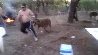 Mama Pig Defends Baby, Attacks Man Hurting her Piglet