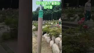 사랑아 ㅡ 영탁 장윤정 ㆍ장미밭가꾸는 엄마!고생하셨어용? #디스코 #강아지 #미스터미스터 #music #dance #트롯체전 #트로트 #댄스 #여행 #강아지일상