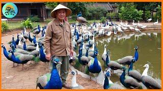 Peacock Farm-How the Chinese Raise the King of Birds