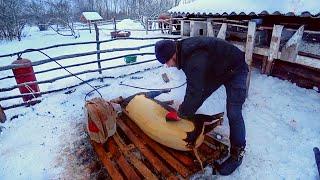 HOW PEOPLE LIVE IN THE COUNTRYSIDE. WE MAKE MEAT FROM THE LAST PIG. THE LIFE OF ORDINARY PEOPLE