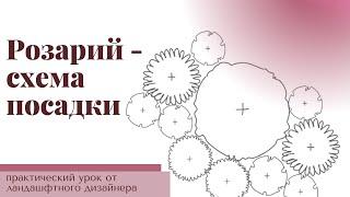 Схема посадки розария в розово-малиновой гамме. Практический урок от ландшафтного дизайнера.