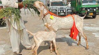 Baccho wali bakriyan madrasa bakra Mandi 2025 Ajmal TV Hasilpur 03086171529
