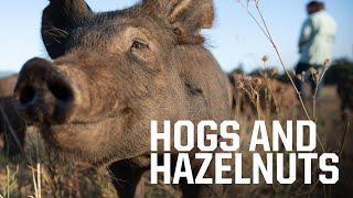 How pigs can save Oregon white oak trees and help Oregon hazelnut farmers