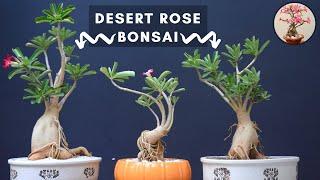 Adenium obesum Desert rose Bonsai care and maintenance