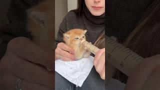 FOOD TIME #goldenwhiskerscattery #kitten #britishshorthair #bottlefeeding #yum